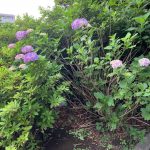 梅雨のシーズン到来、つつじから紫陽花へ