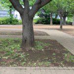 本日は晴天なり。